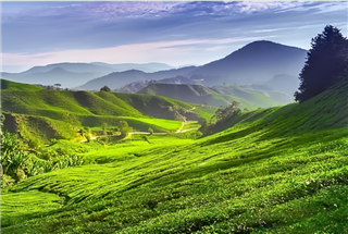 探秘馬來(lái)西亞熱帶雨林昆蟲冬令營(yíng)，治愈自然缺失癥